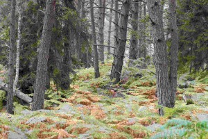 Fontainebleau, fougères, zoomnature, écoloisirs
