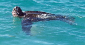 Zoomnature, écoloisirs, Observateurs de l'Atlantique
