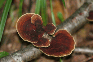 ZoomNature, écoloisirs, mycologie, champignon