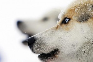 la Grande Odyssée, chiens de traîneau, sports durables