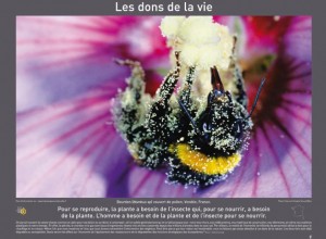 GoodPlanet, Année Internationale de la forêt, Des forêts et des Hommes