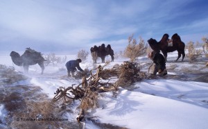 Collecte de bois en Mongolie @ Tiziana et Gianni Baldizzone