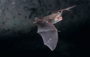 Le Jour de la nuit, biodiversité nocturne, chauve-souris