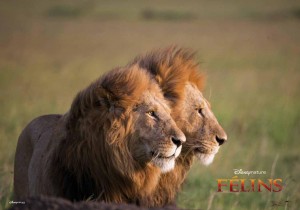 félins, DisneyNature, film animalier