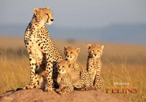 Félins, DisneyNature, film animalier