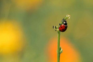 Jardiner autrement, coccinelle